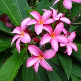 Plumeria---Psychological-Perfection-181