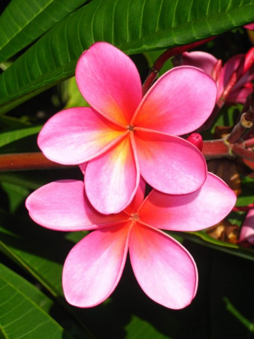 Plumeria---Psychological-Perfection-182.jpg