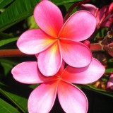 Plumeria---Psychological-Perfection-182