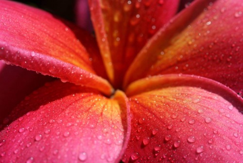 Plumeria---Psychological-Perfection-183.jpg