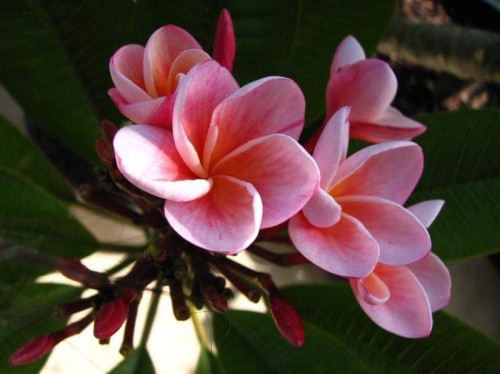 Plumeria---Psychological-Perfection-184.jpg