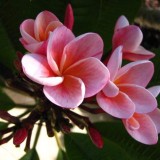 Plumeria---Psychological-Perfection-184