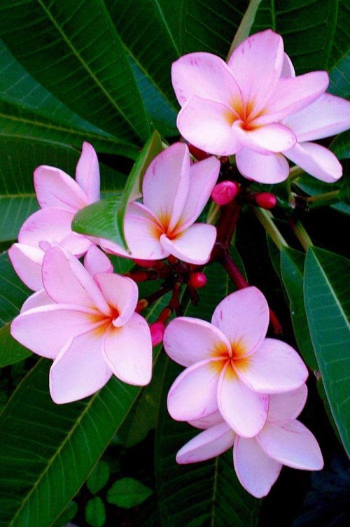 Plumeria---Psychological-Perfection-185.jpg