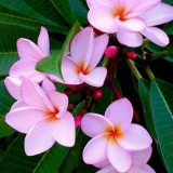 Plumeria---Psychological-Perfection-185