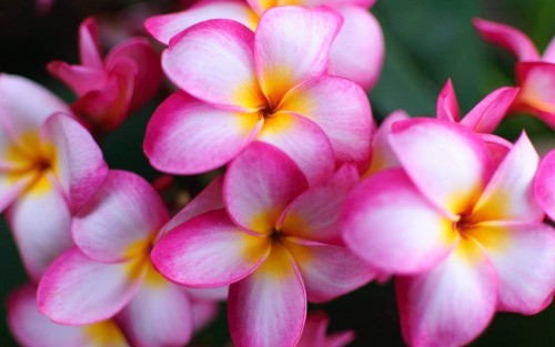 Plumeria---Psychological-Perfection-186.jpg