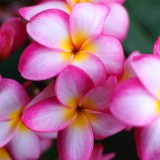 Plumeria---Psychological-Perfection-186