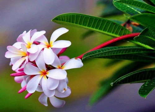 Plumeria---Psychological-Perfection-187.jpg