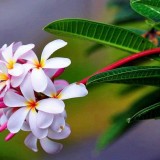 Plumeria---Psychological-Perfection-187