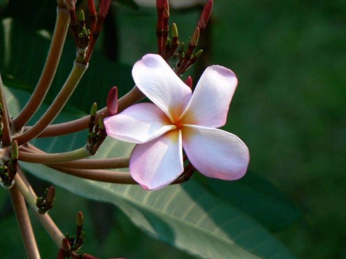 Plumeria---Psychological-Perfection-188.jpg