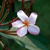 Plumeria---Psychological-Perfection-188