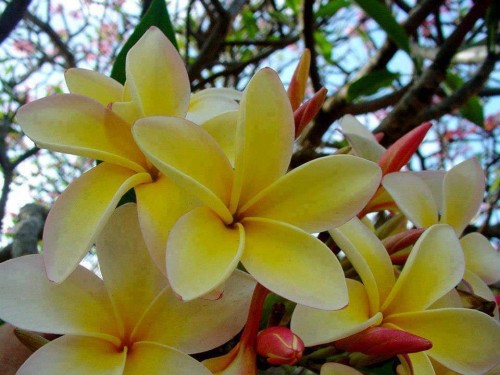 Plumeria---Psychological-Perfection-189.jpg