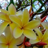 Plumeria---Psychological-Perfection-189