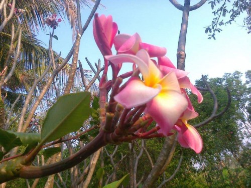 Plumeria---Psychological-Perfection-19.jpg