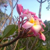 Plumeria---Psychological-Perfection-19