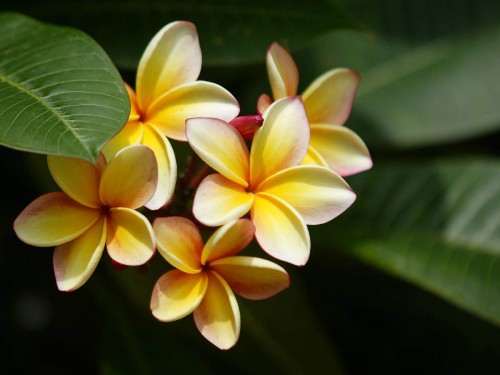 Plumeria---Psychological-Perfection-190.jpg