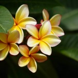 Plumeria---Psychological-Perfection-190