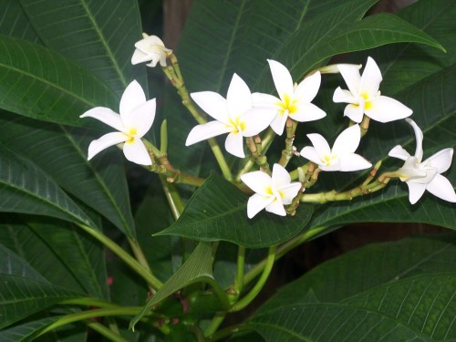 Plumeria---Psychological-Perfection-191.jpg