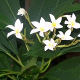 Plumeria---Psychological-Perfection-191