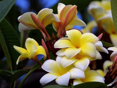 Plumeria---Psychological-Perfection-192.jpg