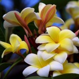 Plumeria---Psychological-Perfection-192