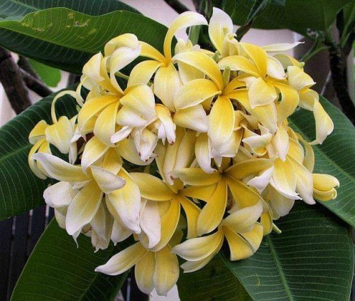 Plumeria---Psychological-Perfection-193.jpg