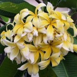 Plumeria---Psychological-Perfection-193