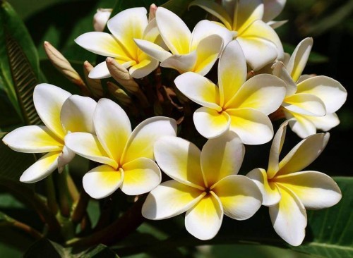 Plumeria---Psychological-Perfection-194.jpg