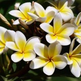 Plumeria---Psychological-Perfection-194