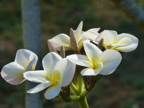 Plumeria---Psychological-Perfection-195.jpg