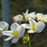 Plumeria---Psychological-Perfection-195