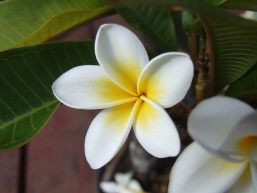 Plumeria---Psychological-Perfection-196.jpg