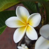 Plumeria---Psychological-Perfection-196