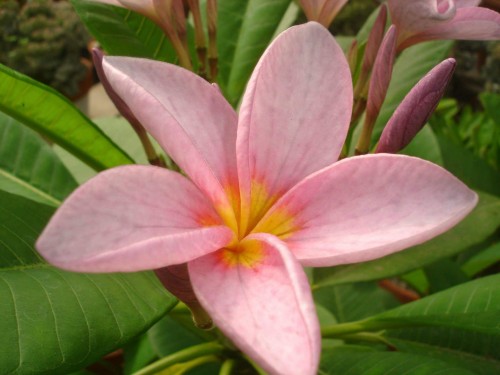 Plumeria---Psychological-Perfection-197.jpg