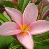 Plumeria---Psychological-Perfection-197