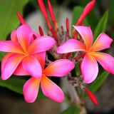 Plumeria---Psychological-Perfection-199