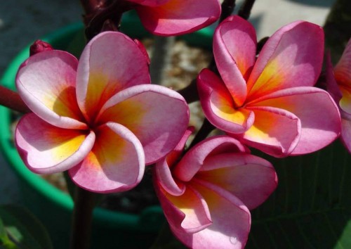 Plumeria---Psychological-Perfection-2.jpg