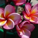 Plumeria---Psychological-Perfection-2