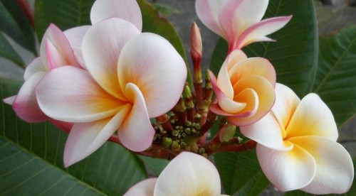 Plumeria---Psychological-Perfection-20.jpg