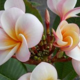 Plumeria---Psychological-Perfection-20