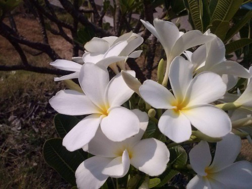 Plumeria---Psychological-Perfection-200.jpg