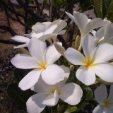 Plumeria---Psychological-Perfection-200