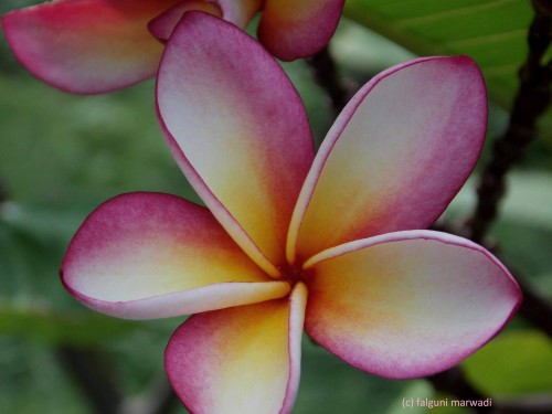 Plumeria---Psychological-Perfection-201.jpg