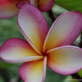 Plumeria---Psychological-Perfection-201