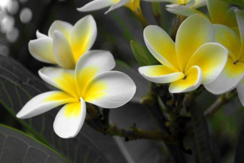 Plumeria---Psychological-Perfection-202.jpg