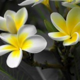 Plumeria---Psychological-Perfection-202