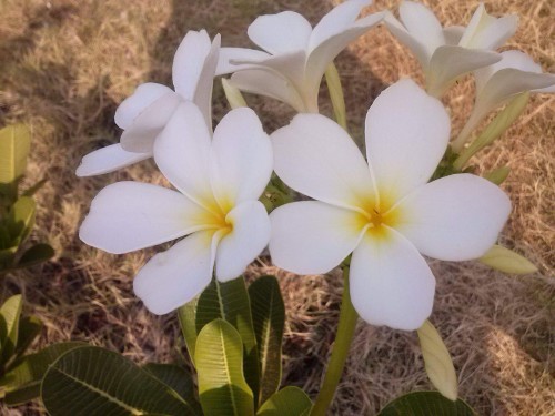 Plumeria---Psychological-Perfection-203.jpg