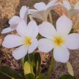 Plumeria---Psychological-Perfection-203