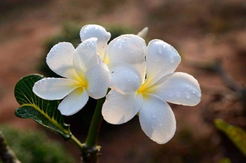 Plumeria---Psychological-Perfection-204.jpg