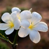 Plumeria---Psychological-Perfection-204