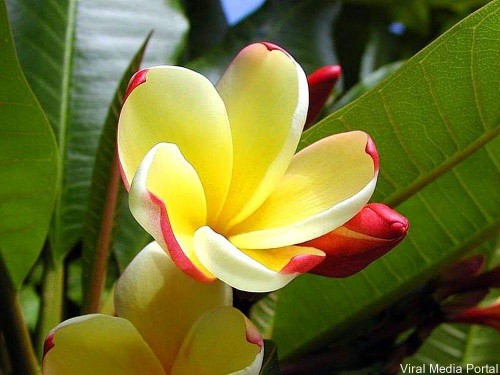 Plumeria---Psychological-Perfection-205.jpg